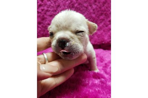 成約済の愛知県のフレンチブルドッグ-94349の4枚目