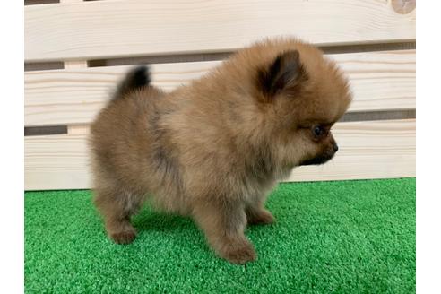 成約済の愛知県のポメラニアン-94372の3枚目