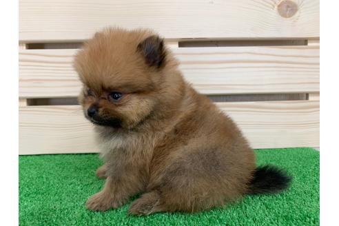 成約済の愛知県のポメラニアン-94372の2枚目