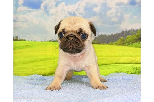 成約済の茨城県のパグ-92869の1枚目