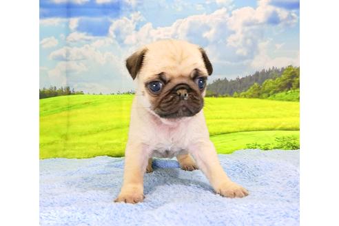 成約済の茨城県のパグ-92869の5枚目