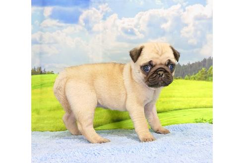 成約済の茨城県のパグ-92869の4枚目