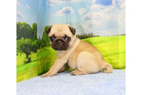 成約済の茨城県のパグ-92869の3枚目