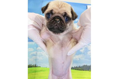 成約済の茨城県のパグ-92869の2枚目