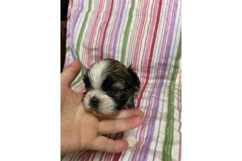 子犬