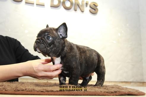 成約済の東京都のフレンチブルドッグ-94424の7枚目