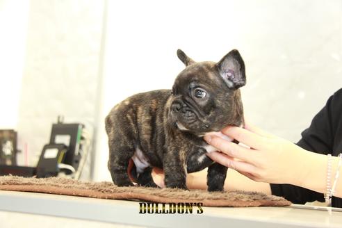 成約済の東京都のフレンチブルドッグ-94424の5枚目