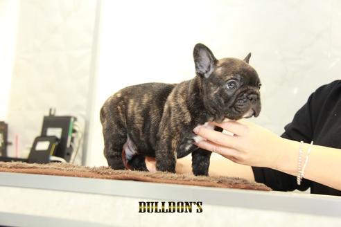 成約済の東京都のフレンチブルドッグ-94424の4枚目