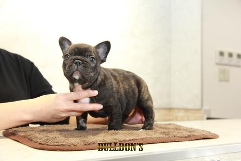 成約済の東京都のフレンチブルドッグ-94424の2枚目