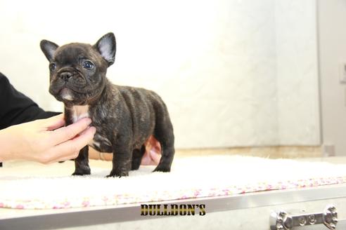 成約済の東京都のフレンチブルドッグ-94426