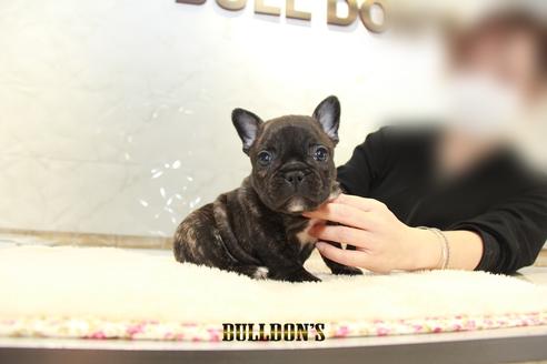 成約済の東京都のフレンチブルドッグ-94426の7枚目