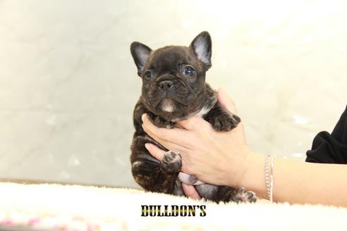 成約済の東京都のフレンチブルドッグ-94426の5枚目