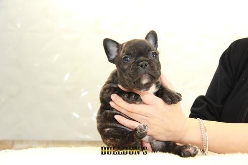 成約済の東京都のフレンチブルドッグ-94426の3枚目