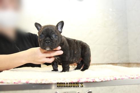 成約済の東京都のフレンチブルドッグ-94426の2枚目