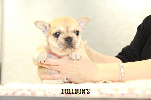 成約済の東京都のフレンチブルドッグ-94428の1枚目