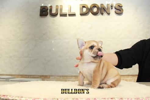 成約済の東京都のフレンチブルドッグ-94428の7枚目