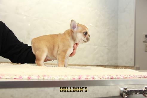 成約済の東京都のフレンチブルドッグ-94428の6枚目