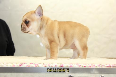 成約済の東京都のフレンチブルドッグ-94428の4枚目