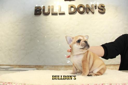 成約済の東京都のフレンチブルドッグ-94428の3枚目