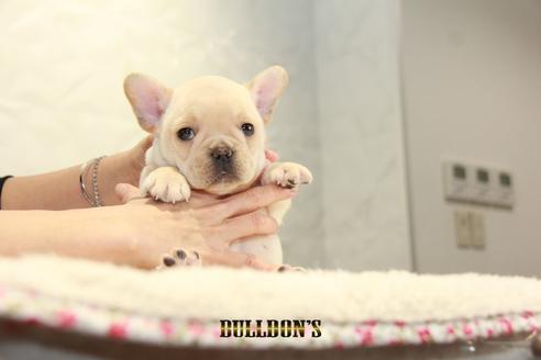 成約済の東京都のフレンチブルドッグ-94430の1枚目