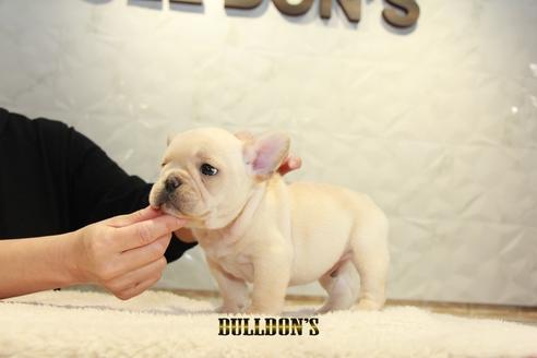 成約済の東京都のフレンチブルドッグ-94430の7枚目