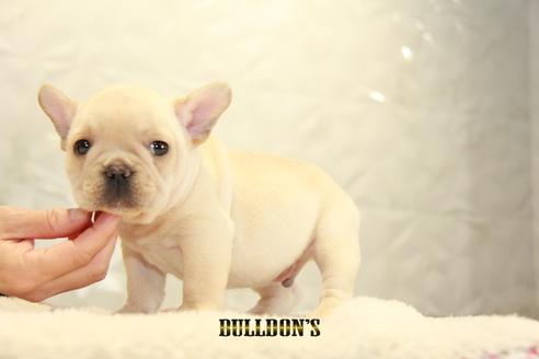 成約済の東京都のフレンチブルドッグ-94430の6枚目