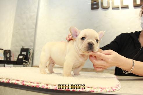 成約済の東京都のフレンチブルドッグ-94430の5枚目