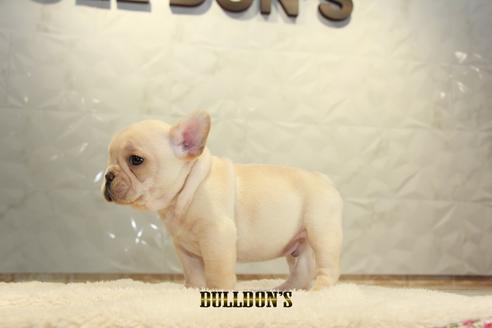 成約済の東京都のフレンチブルドッグ-94430の3枚目