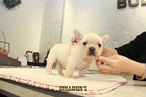 成約済の東京都のフレンチブルドッグ-94430の2枚目