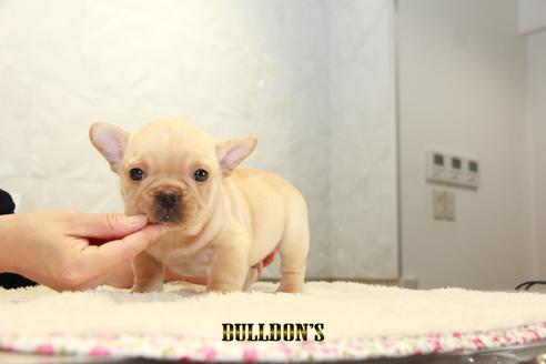 成約済の東京都のフレンチブルドッグ-94431の7枚目