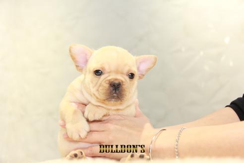 成約済の東京都のフレンチブルドッグ-94431の6枚目