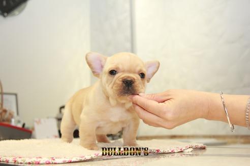 成約済の東京都のフレンチブルドッグ-94431の4枚目