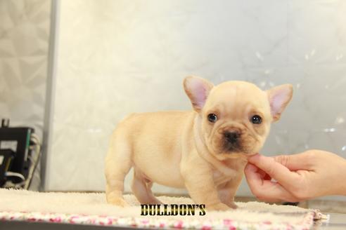 成約済の東京都のフレンチブルドッグ-94431の3枚目