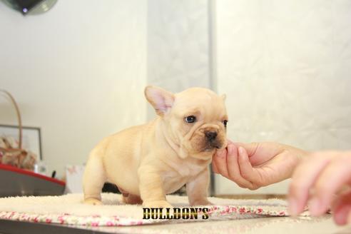 成約済の東京都のフレンチブルドッグ-94431の2枚目