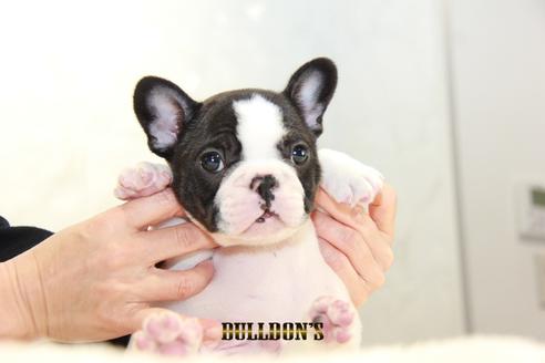 成約済の東京都のフレンチブルドッグ-94432の1枚目