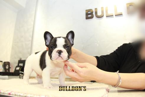 成約済の東京都のフレンチブルドッグ-94432の7枚目