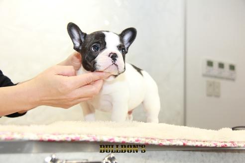 成約済の東京都のフレンチブルドッグ-94432の6枚目