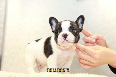 成約済の東京都のフレンチブルドッグ-94432の5枚目