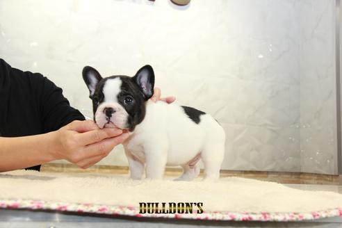 成約済の東京都のフレンチブルドッグ-94432の4枚目