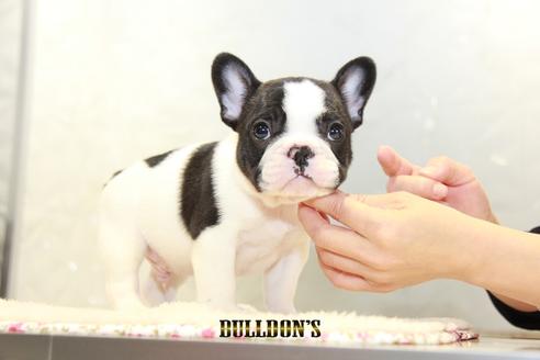 成約済の東京都のフレンチブルドッグ-94432の3枚目