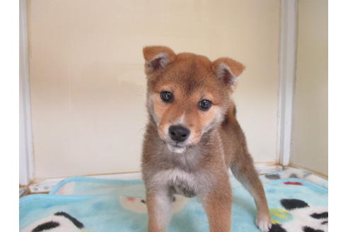 成約済の岡山県の柴犬-92746の3枚目