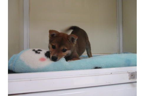 成約済の岡山県の柴犬-92746の2枚目