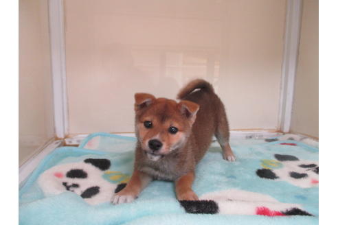 成約済の岡山県の柴犬-92746の1枚目