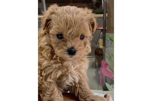 成約済の京都府のマルプー:マルチーズ×トイプードル-94490の5枚目