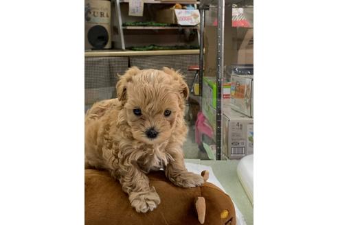 成約済の京都府のマルプー:マルチーズ×トイプードル-94490の4枚目