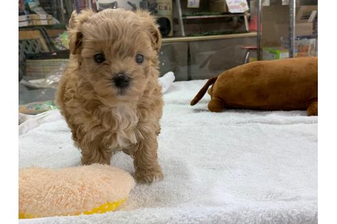 成約済の京都府のマルプー:マルチーズ×トイプードル-94490の2枚目