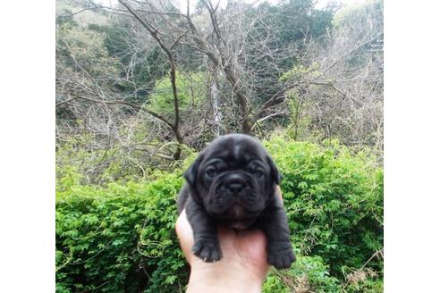 兵庫県のミックス犬 男の子 04 05生まれ ブラック フレンチブルドッグとパグ 子犬id ブリーダーナビ