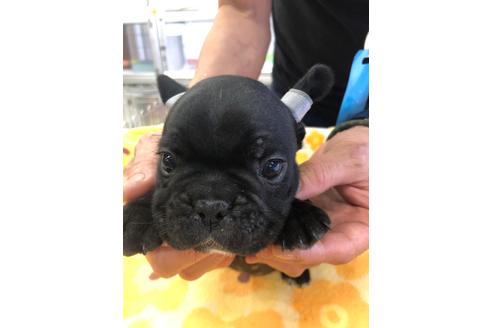 成約済の愛知県のフレンチブルドッグ-92794の5枚目