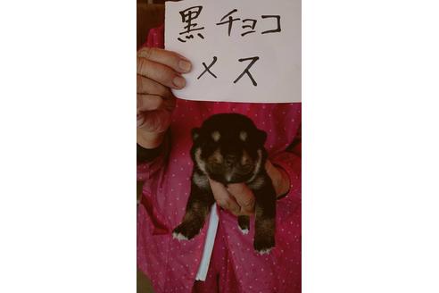 成約済の徳島県の柴犬-94500の1枚目