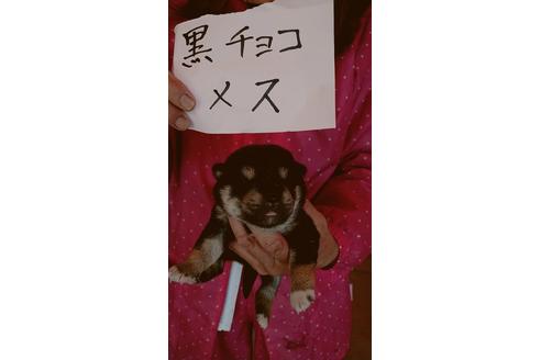 成約済の徳島県の柴犬-94501の1枚目